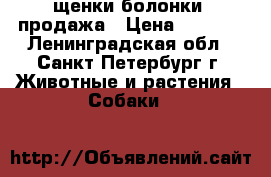 щенки болонки. продажа › Цена ­ 8 000 - Ленинградская обл., Санкт-Петербург г. Животные и растения » Собаки   